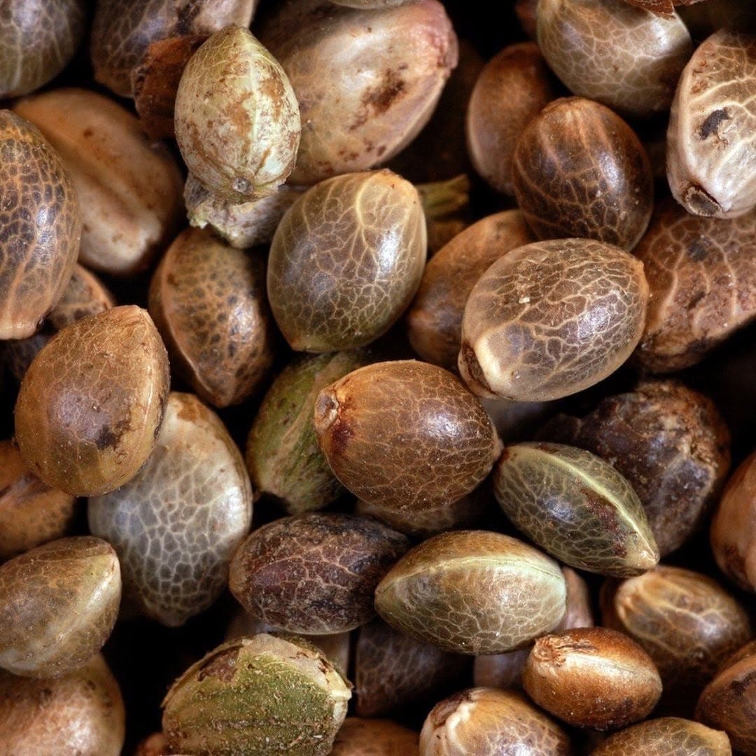 Cannabis grow room with PPS branded backdrop
