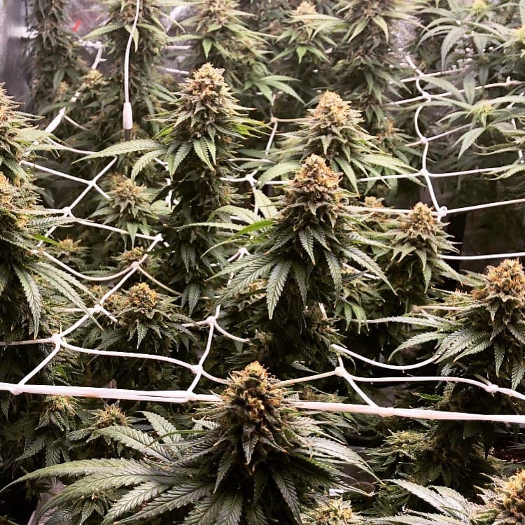 Purple cannabis buds closeup — premium genetics from PPS