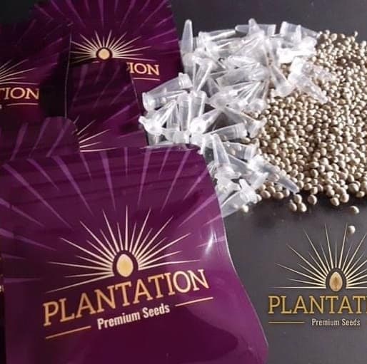 Cannabis seeds macro shot — high quality feminized seeds