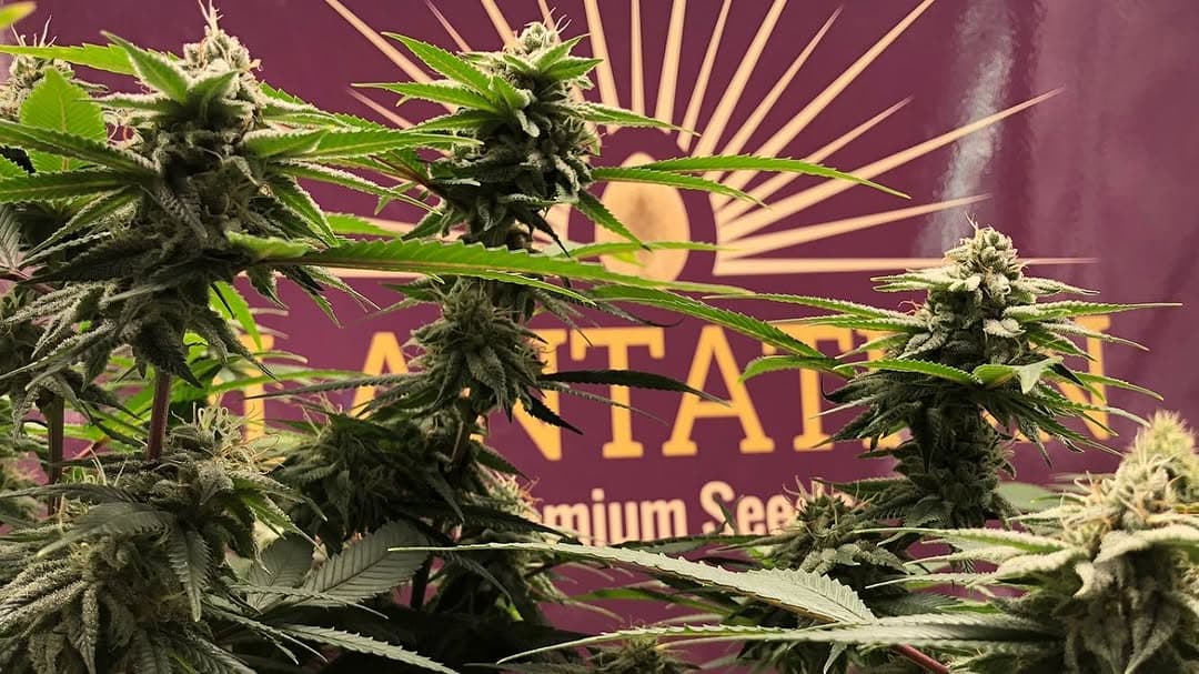 Power Plant feminized seed packs — Plantation Premium Seeds