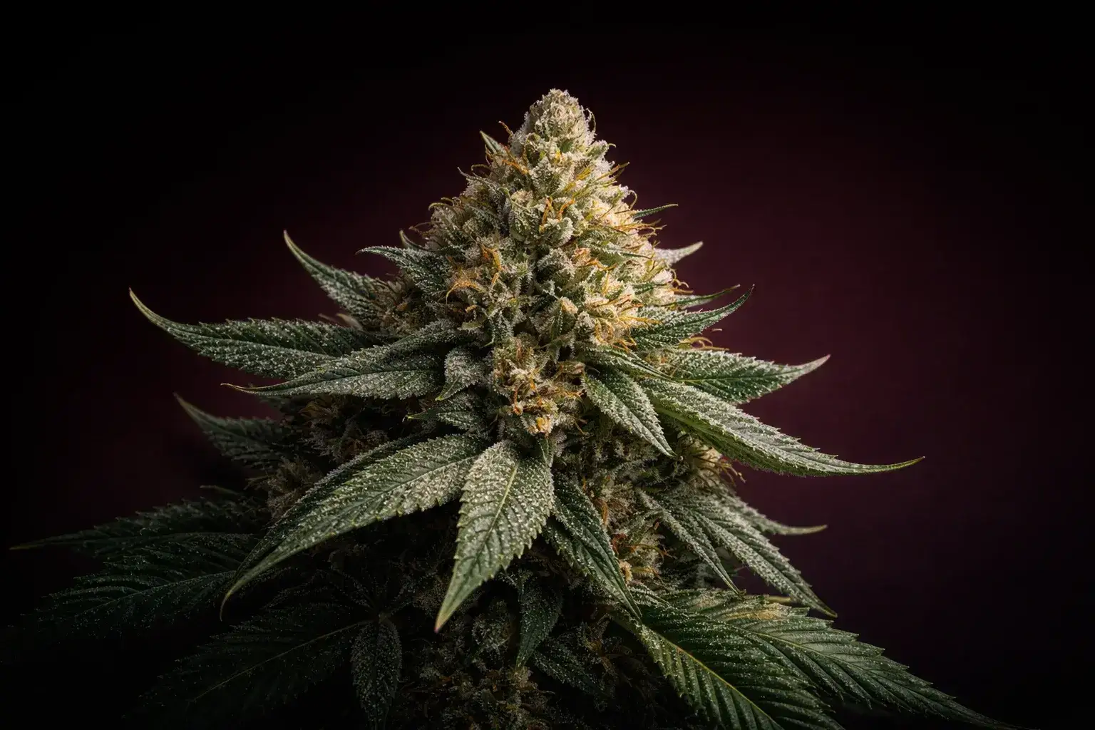 Shop Plantation Premium Seeds