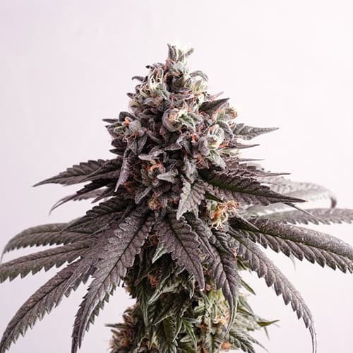Bubba Kush x Gelato