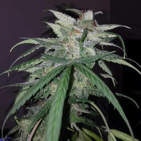 Blue Monster