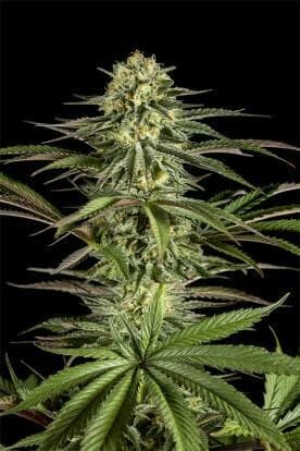 Moby Dick Feminized