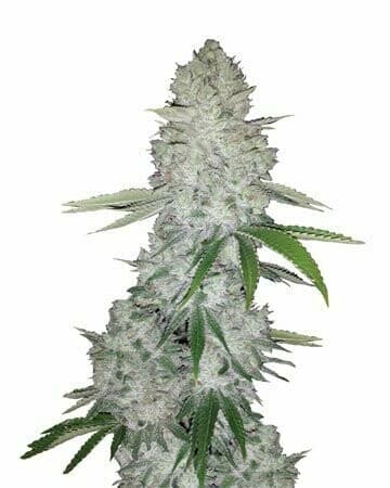 Gorilla Glue Auto Feminized — Complete Grow Guide & Strain Review