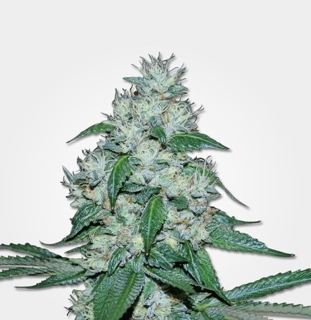 Great White Shark Auto