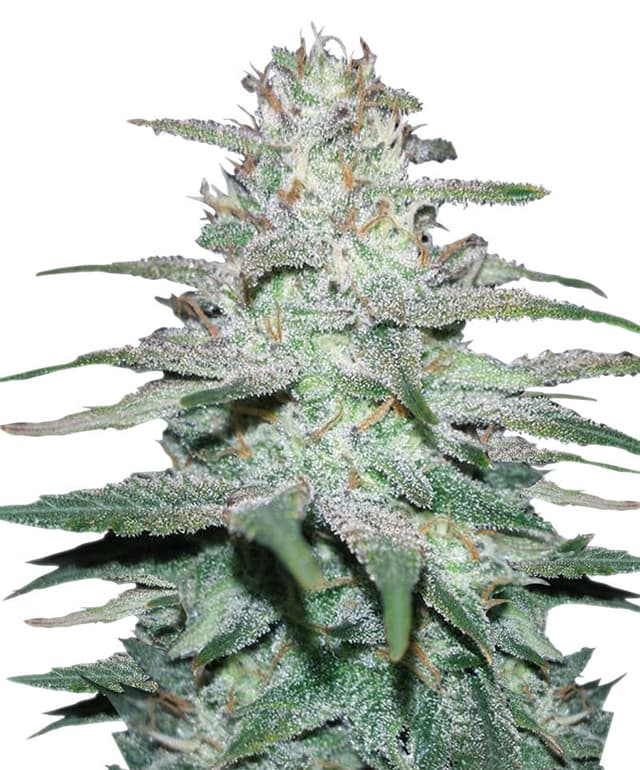 Lemon Skunk Auto Feminized — PPS Strain Guide