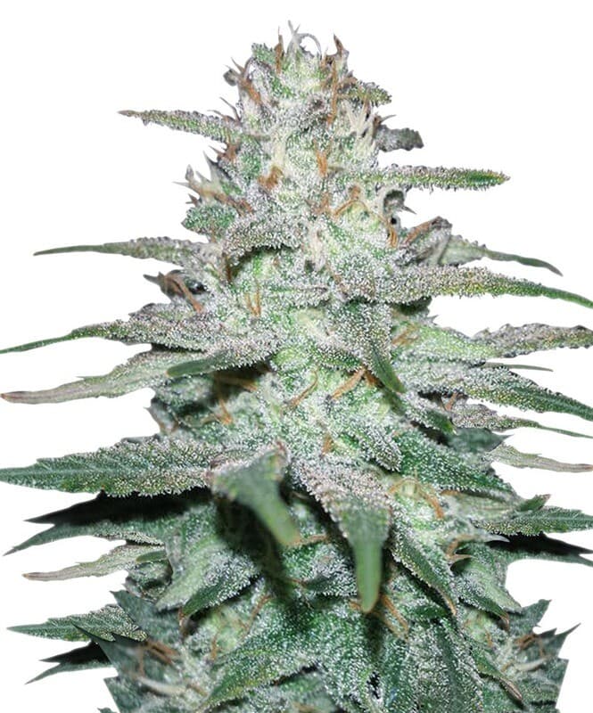 Lemon Skunk Auto