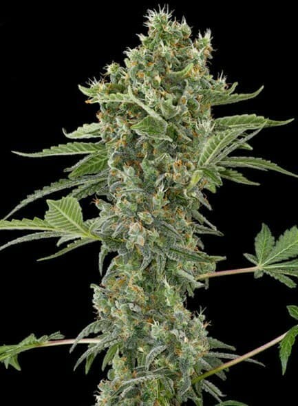 Moby Dick Auto
