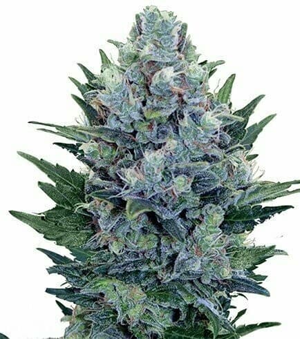 Blue Cheese Feminized – Sweet, Funky, and Built to Produce