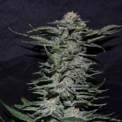 Black Domina