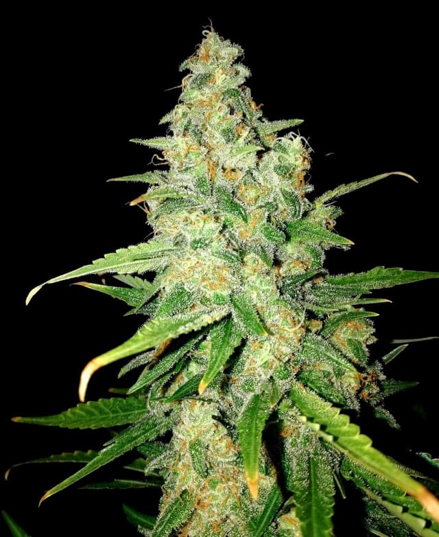 Zkittlez Feminized Seeds — Taste the Rainbow, Grow the Legend