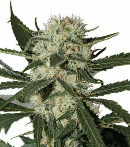 Northern Light Feminized