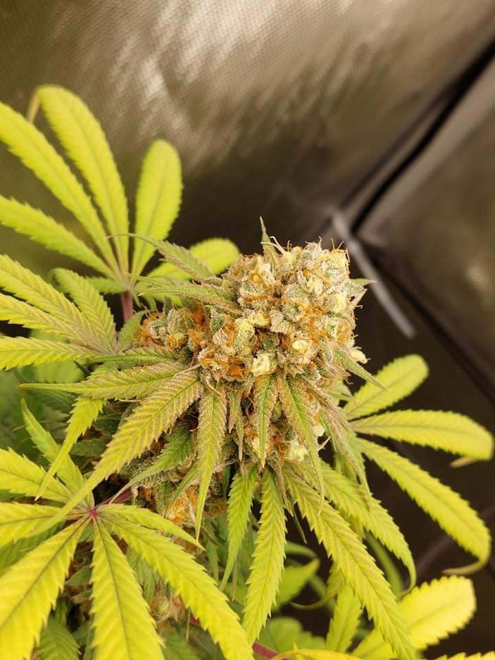Banana Kush Feminized 3