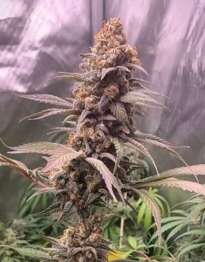 Banana Kush