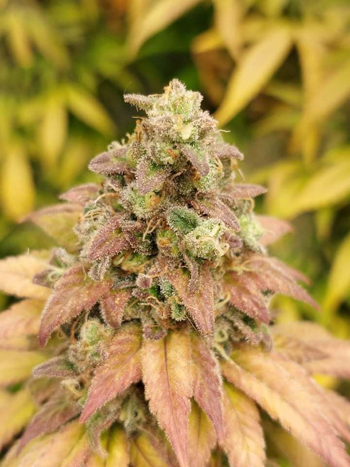 Banana Kush Feminized 2