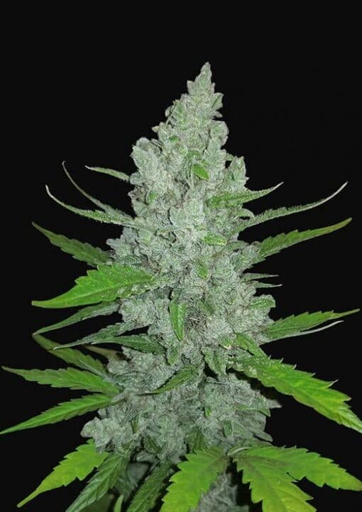 Diesel Auto Feminized – Fast-Finishing Fuel for Every Grow