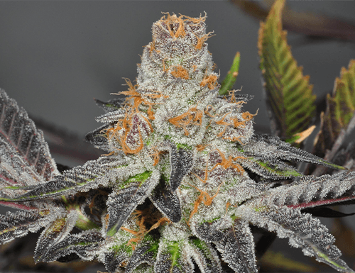 Girl Scout Cookies Feminized