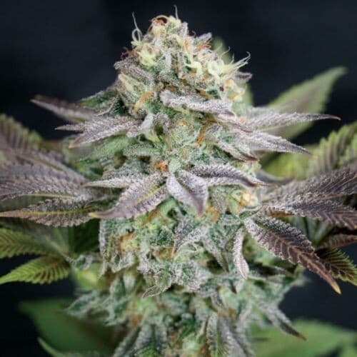 Blue Dream Feminized — PPS Strain Guide