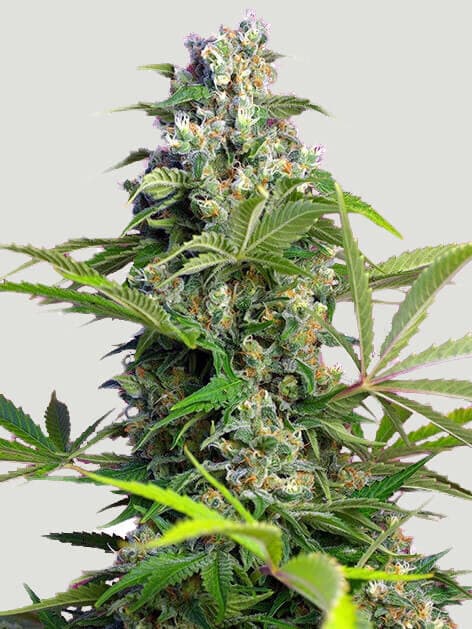 Gorilla Cookies Fast Feminized – High-THC Photoperiod Seeds | PPS