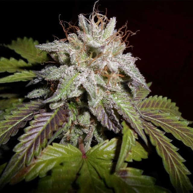 Sherbet (Fast) Feminized Seeds — Sweet, Potent & Ready in 49 Days