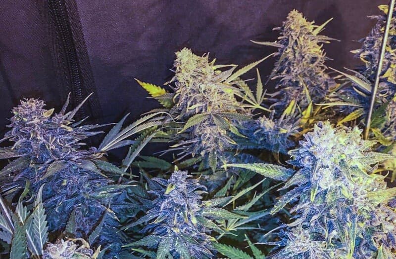 C-99 x Blueberry