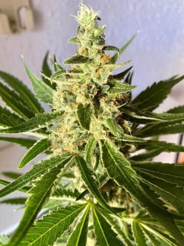 Amnesia (Fast) Feminized Seeds — Big Yields, Shorter Flower, Same Legendary High