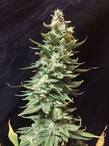 Amnesia (fast) Feminized 2