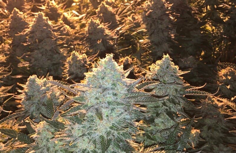 White Widow x Critical