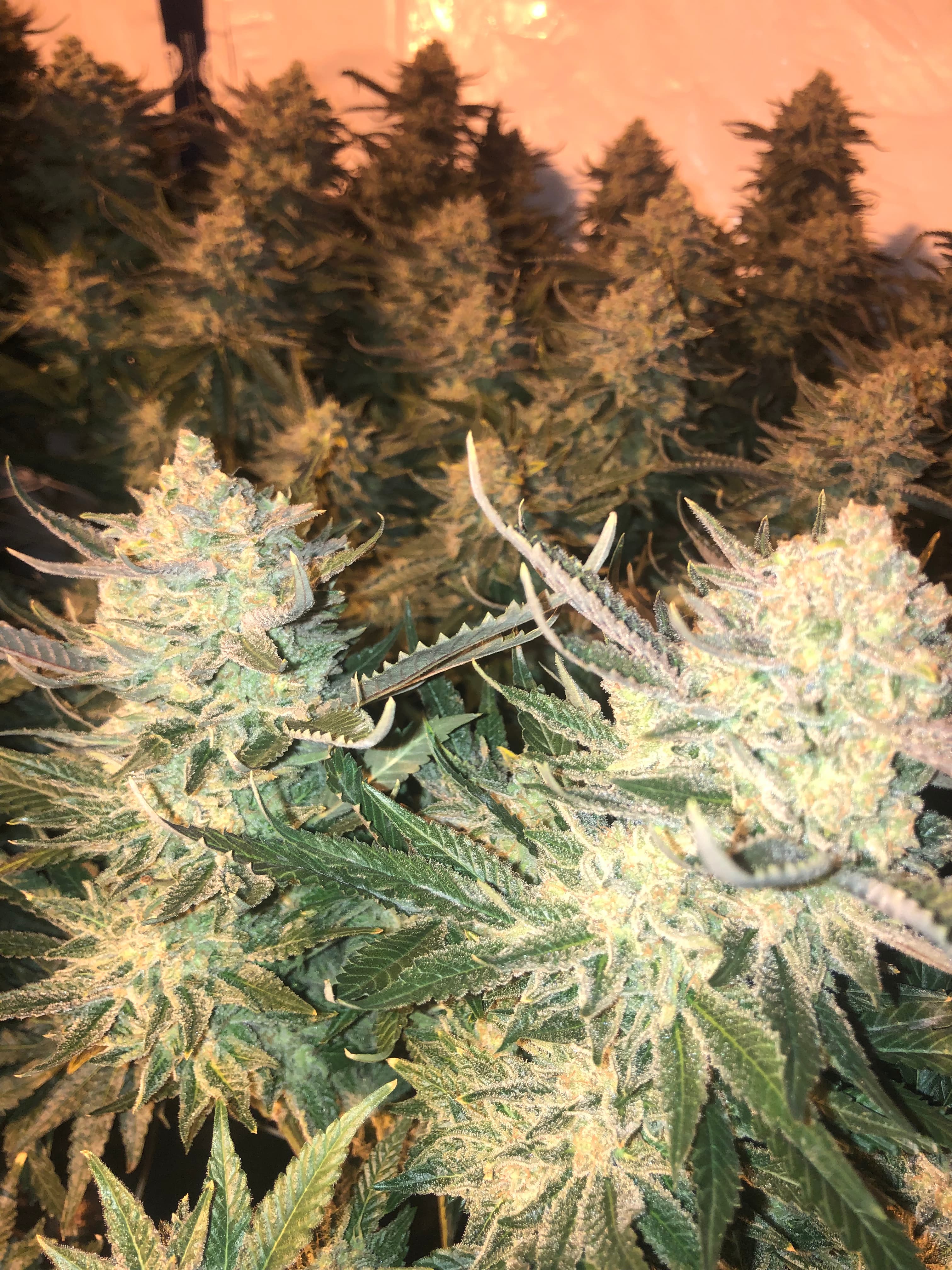 White Widow x Critical Feminized 2