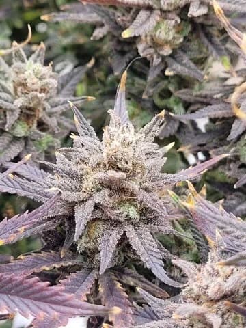 Do-Si-Dos (fast) Feminized 2