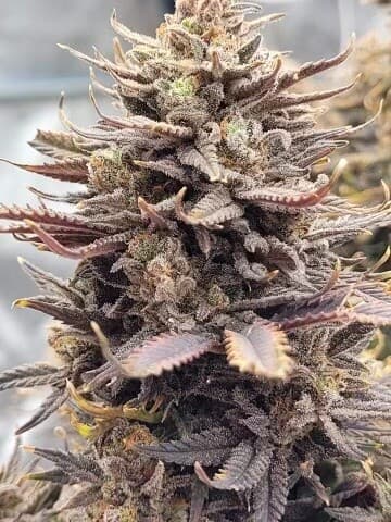 Do-Si-Dos (fast) Feminized