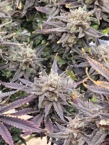 Do-Si-Dos (fast) Feminized 3