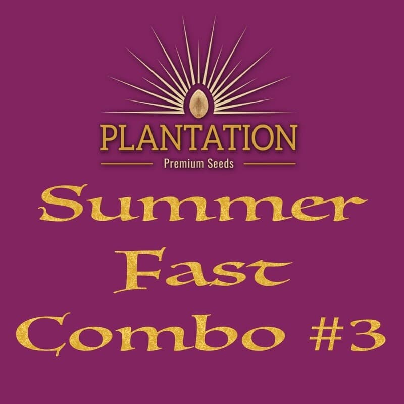 Summer Combo #3