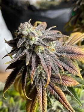 Purple Punch (Fast) Feminized Seeds – Grape-Fuelled Indica Power