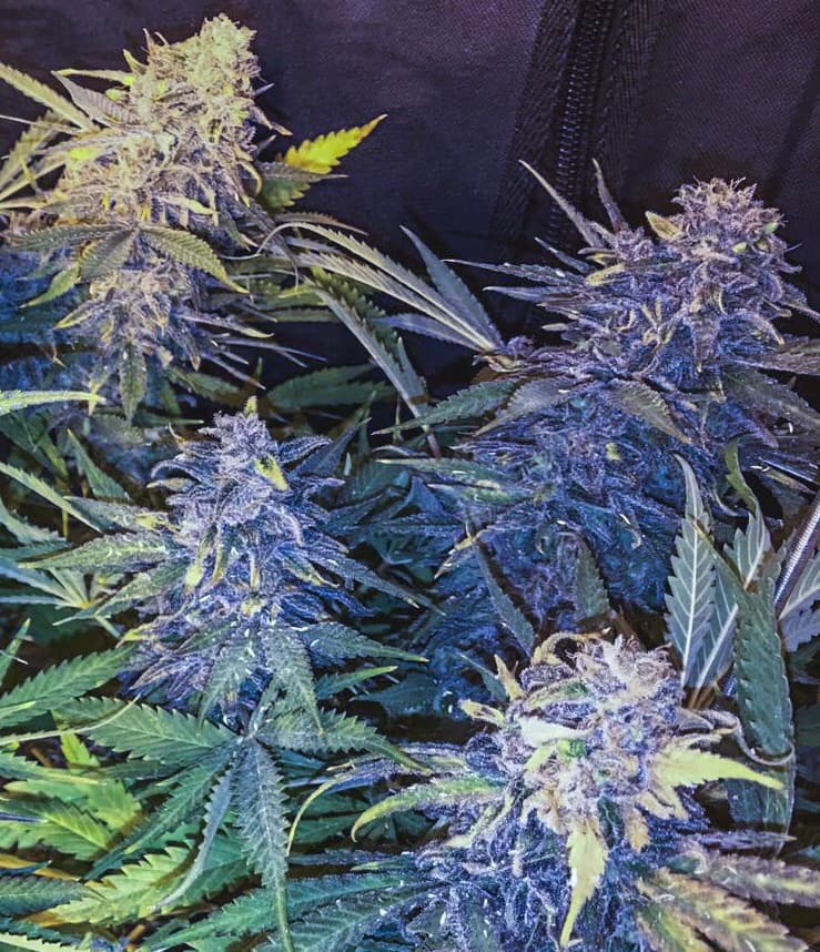 Summer (fast) Combo #3 2