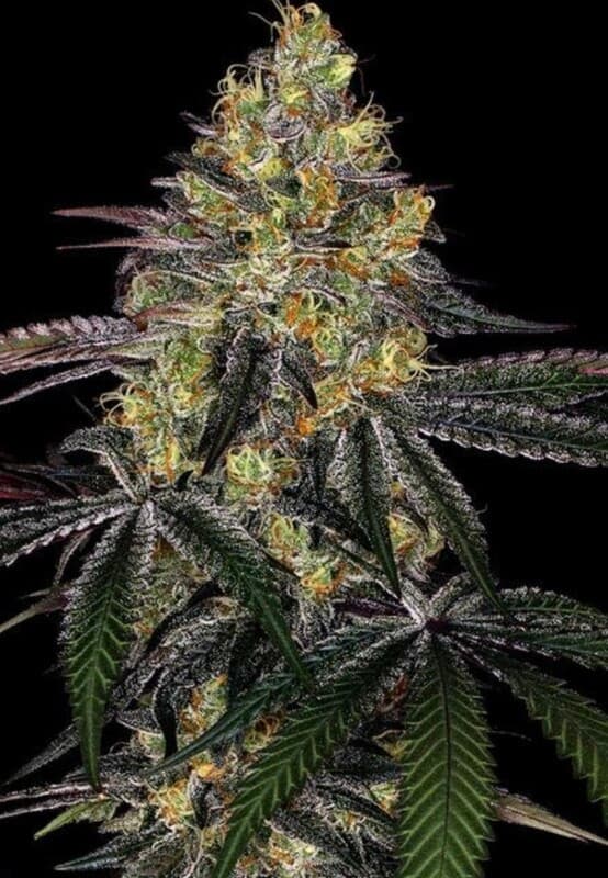 Watermelon Zkittlez