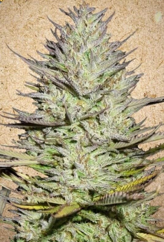 Grapefruit Feminized Seeds – Citrus Sativa Power from Cinderella 99