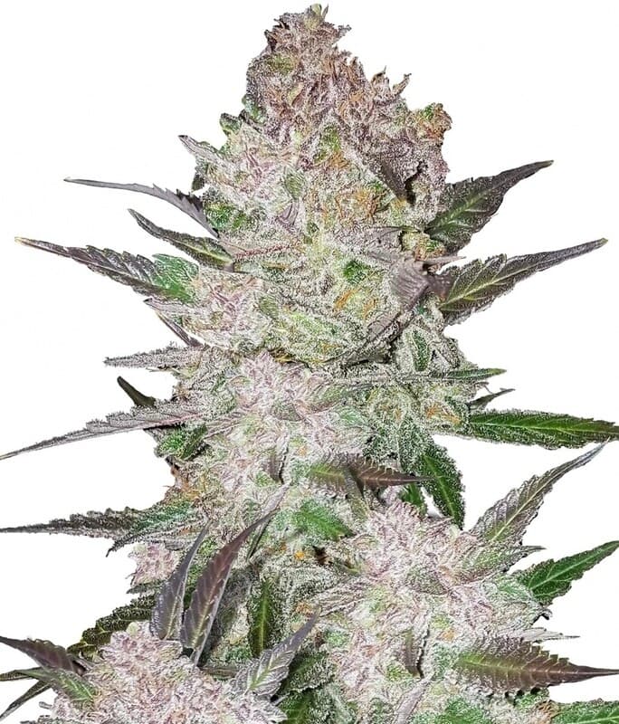 Cookies & Cream