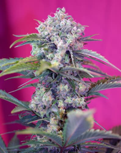 Cream Mandarine Auto Feminized – Sweet, Fast & Surprisingly Productive