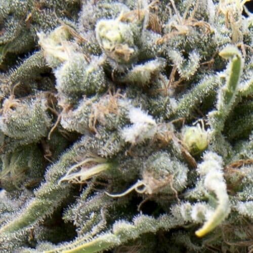 White Widow CBD 1:1