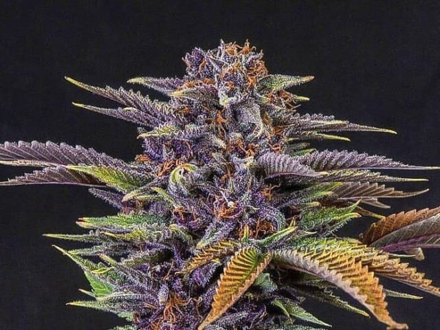Forbidden Fruit Feminized – Cherry Pie x Tangie Indica Powerhouse