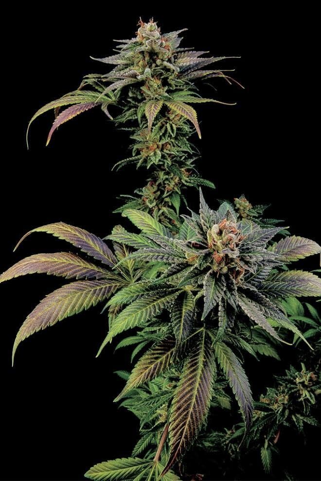 Blue Widow Feminized — L'hybride doux et résineux auquel vous reviendrez sans cesse