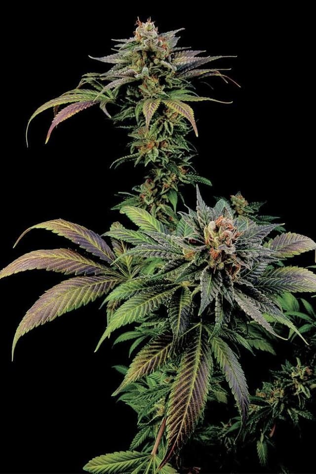 Blue Widow Feminized — The Sweet, Resinous Hybrid You'll Keep Coming Back To