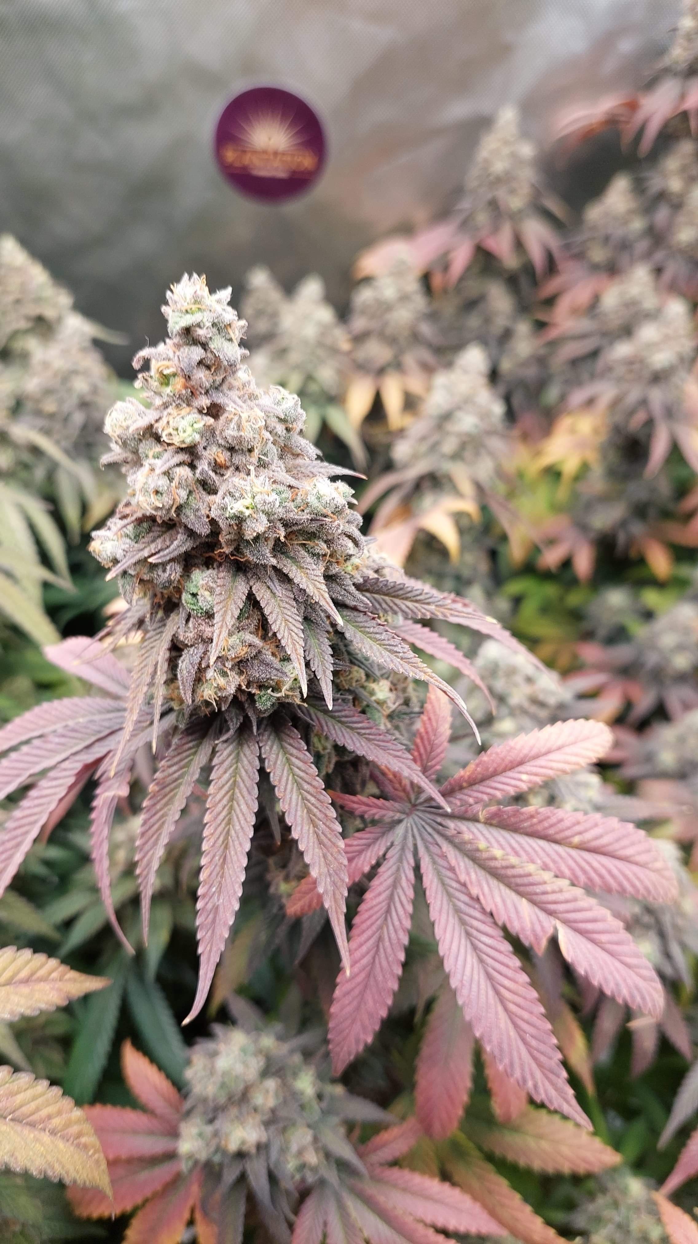 Summer (fast) Combo #3 4