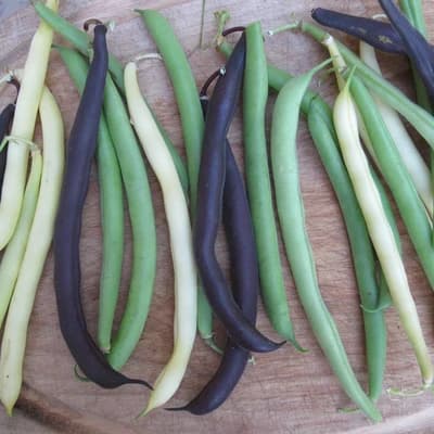 Snap Bush Beans Mix