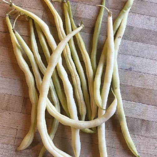 Monte Gusto Climbing Beans