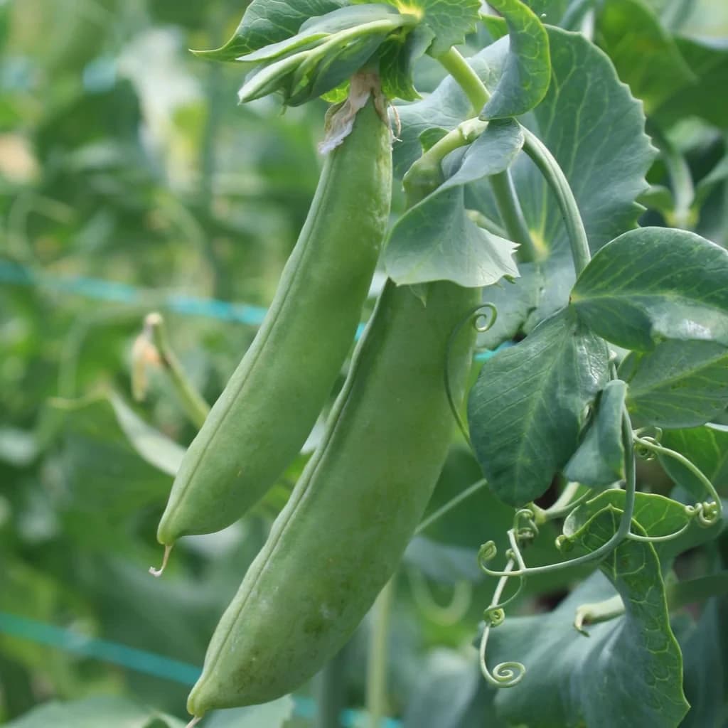 Cascadia Snap Peas