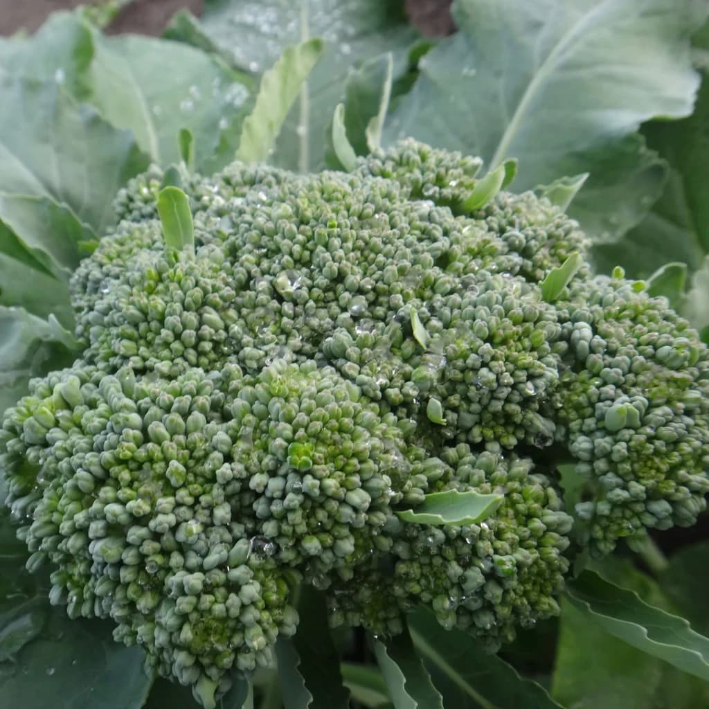 De Cicco Brocoli