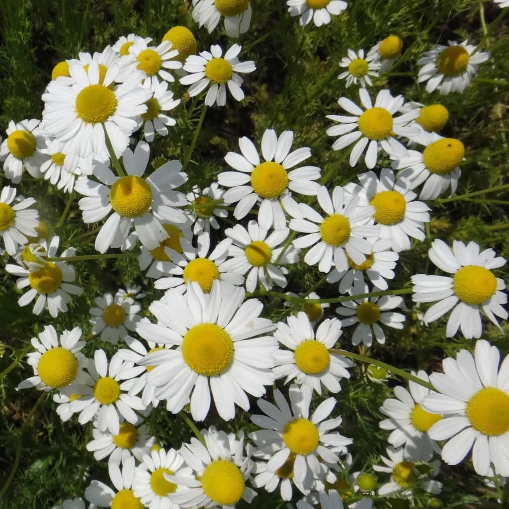 German Chamomile